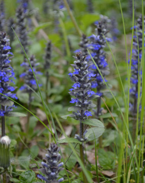 Горло — растение для певцов и не только Горло — растение для певцов и не только