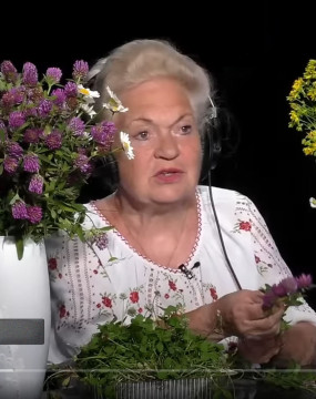 Целебные свойства клевера