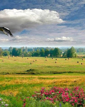 Рідні мої українці!