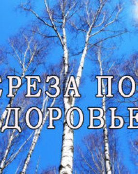 Береза напуває здоров'ям