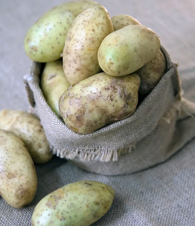 Картофель и соланин