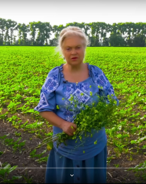 Забута лікарська рослина