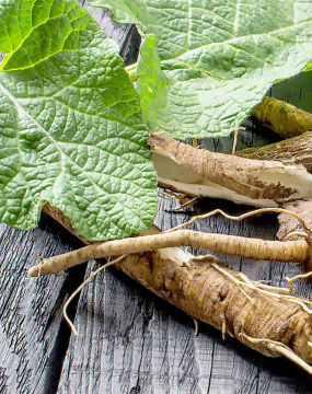 Час збирати кореневища, корінці, бруньки...