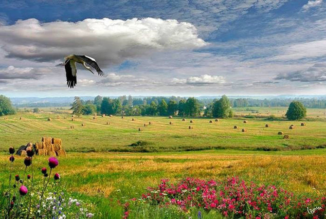 Рідні мої українці!