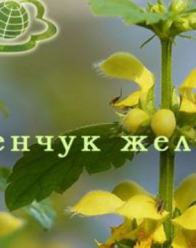 Зеленчук жовтий