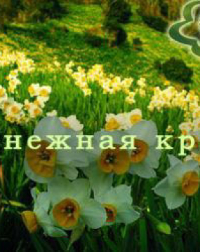 Білосніжна краса