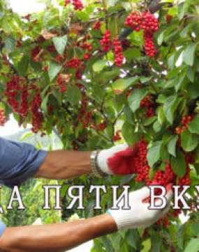 Ягода п'яти смаків