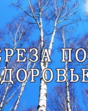 Береза напуває здоров'ям