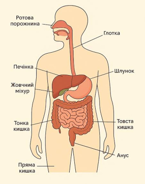 Налагодити роботу травного тракту